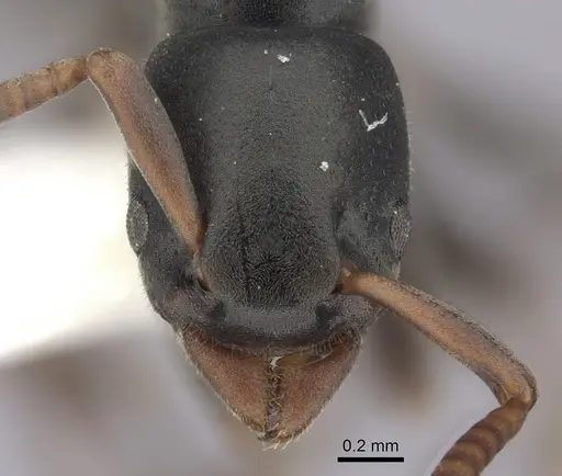 Platythyrea parallela - CASENT0260480