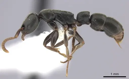 Platythyrea parallela - CASENT0260480