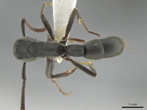 Platythyrea parallela - CASENT0634780