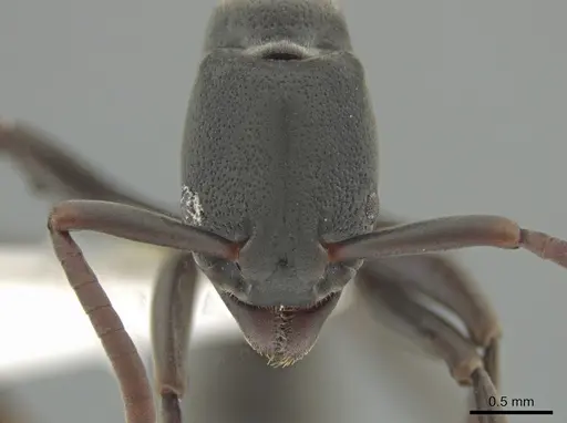 Platythyrea parallela - CASENT0634780