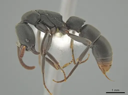 Platythyrea parallela - CASENT0634780