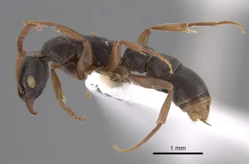 Platythyrea parallela - CASENT0887840