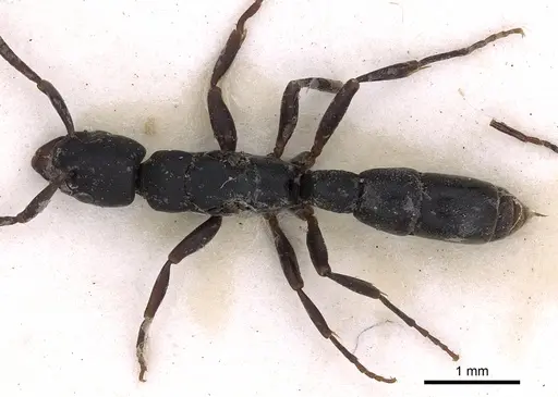 Platythyrea parallela - CASENT0900570