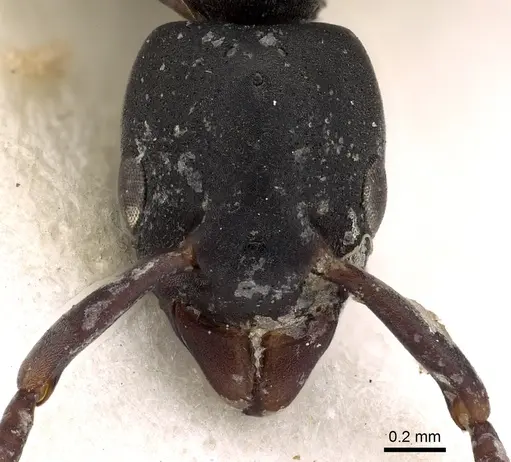 Platythyrea parallela - CASENT0900570