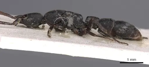 Platythyrea parallela - CASENT0900570