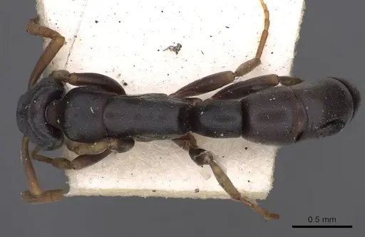 Platythyrea parallela - CASENT0900571