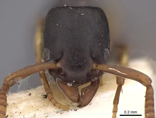 Platythyrea parallela - CASENT0900571