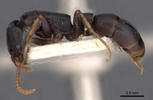 Platythyrea parallela - CASENT0900571