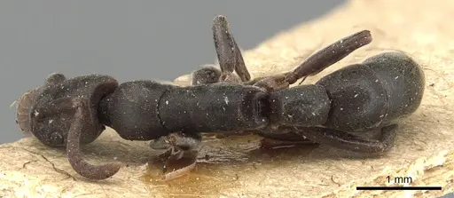 Platythyrea parallela - CASENT0903800