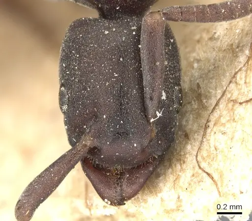 Platythyrea parallela - CASENT0903800