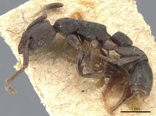 Platythyrea parallela - CASENT0903800