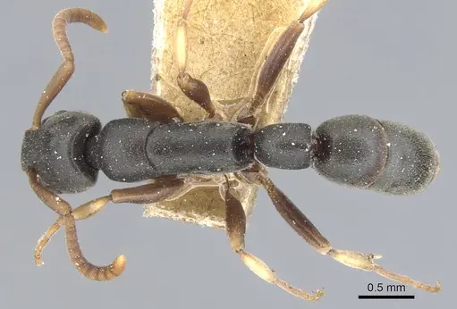 Platythyrea parallela - CASENT0903801