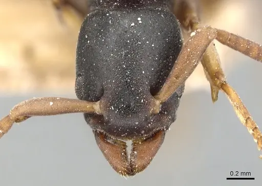 Platythyrea parallela - CASENT0903801