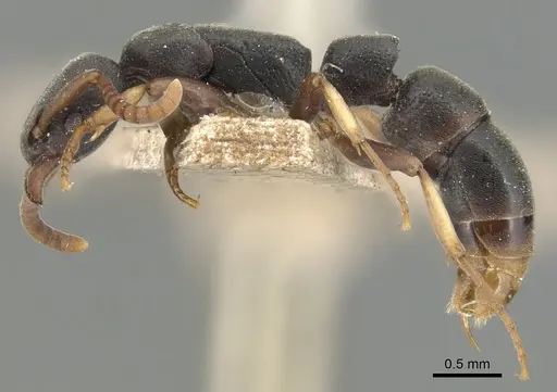 Platythyrea parallela - CASENT0903801