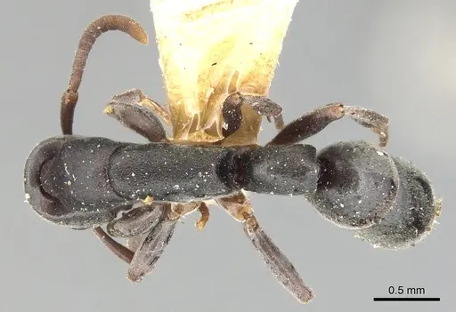 Platythyrea parallela - CASENT0903802