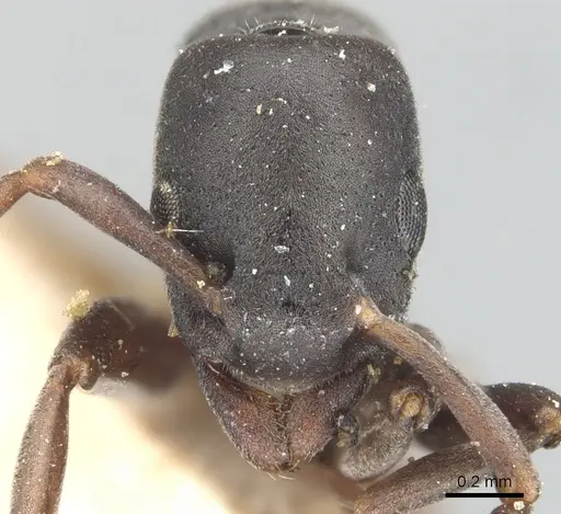 Platythyrea parallela - CASENT0903802