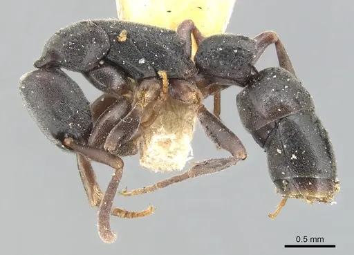 Platythyrea parallela - CASENT0903802