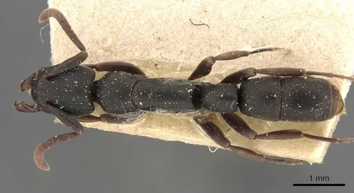 Platythyrea parallela - CASENT0907113