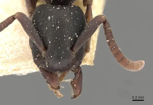 Platythyrea parallela - CASENT0907113