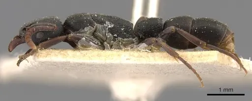 Platythyrea parallela - CASENT0907113