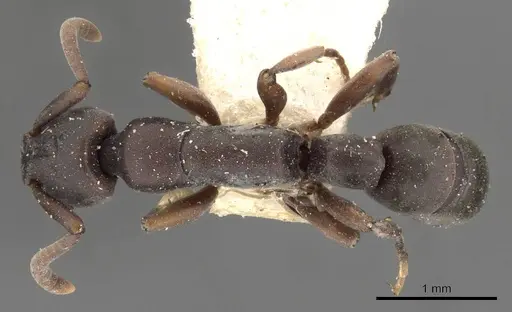 Platythyrea parallela - CASENT0907114