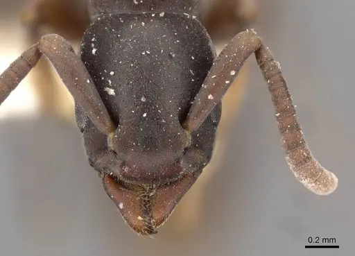 Platythyrea parallela - CASENT0907114