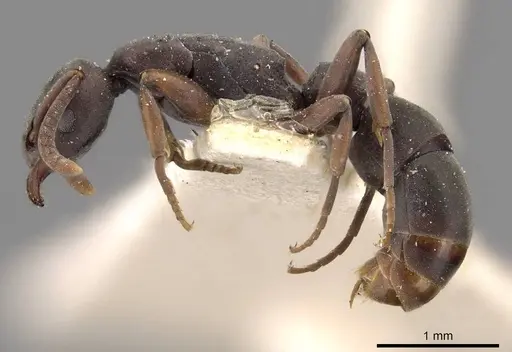 Platythyrea parallela - CASENT0907114