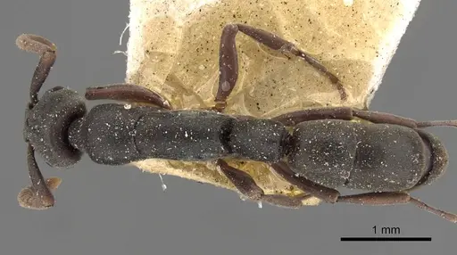 Platythyrea parallela - CASENT0907115