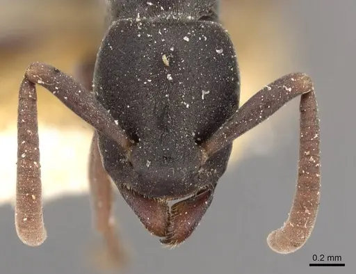 Platythyrea parallela - CASENT0907115