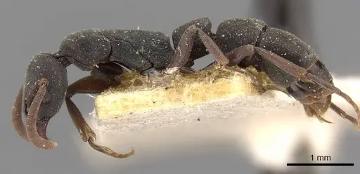 Platythyrea parallela - CASENT0907115