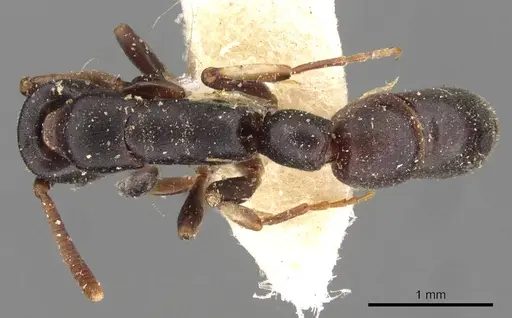 Platythyrea parallela - CASENT0907116