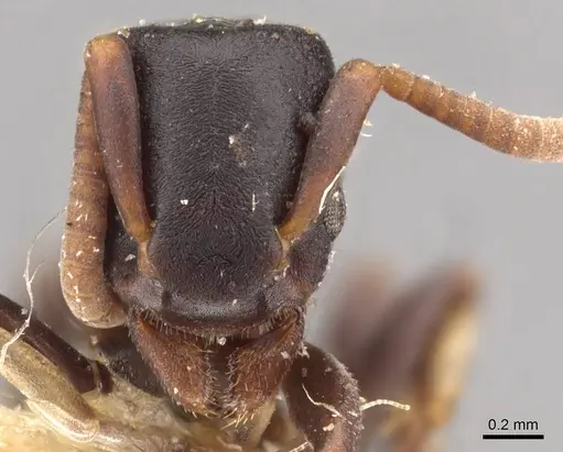 Platythyrea parallela - CASENT0907116