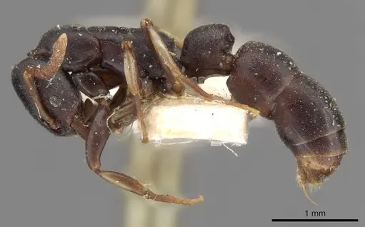 Platythyrea parallela - CASENT0907116