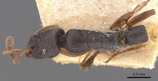 Platythyrea parallela - CASENT0907119