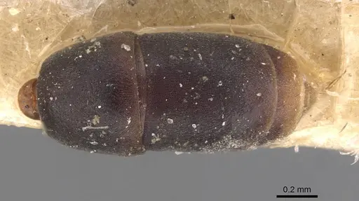 Platythyrea parallela - CASENT0907119