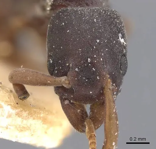 Platythyrea parallela - CASENT0907119