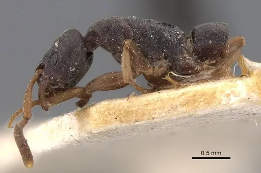 Platythyrea parallela - CASENT0907119