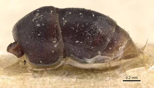 Platythyrea parallela - CASENT0907119