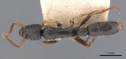 Platythyrea parallela - CASENT0907125