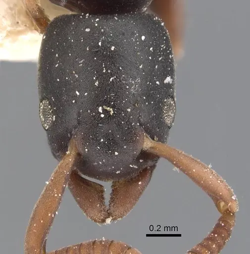 Platythyrea parallela - CASENT0907125