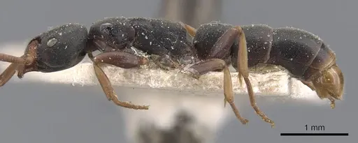 Platythyrea parallela - CASENT0907125