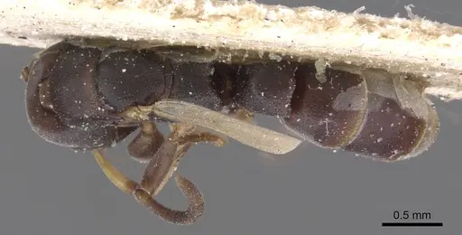 Platythyrea parallela - CASENT0915149