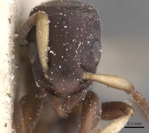 Platythyrea parallela - CASENT0915149