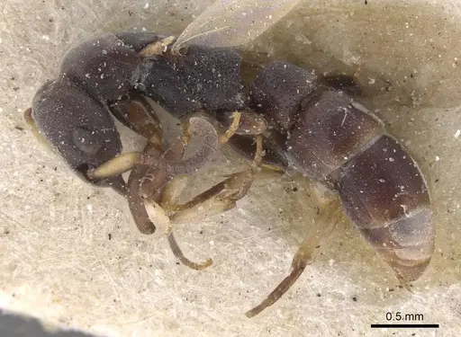 Platythyrea parallela - CASENT0915149