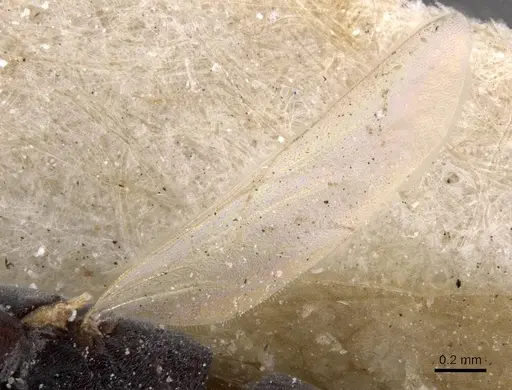 Platythyrea parallela - CASENT0915149