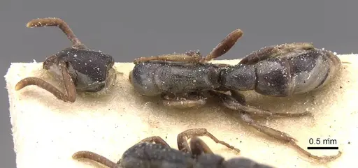 Platythyrea parallela - CASENT0915150