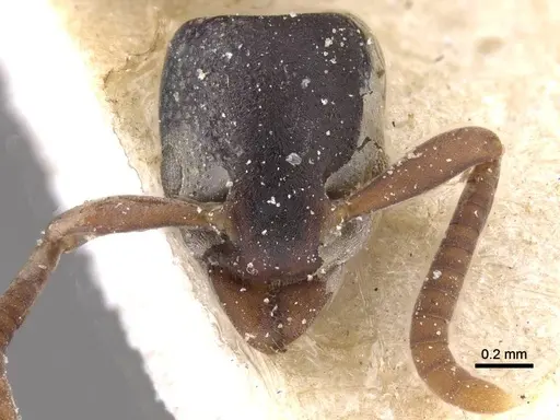 Platythyrea parallela - CASENT0915150