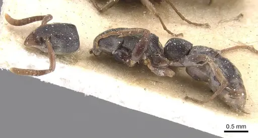 Platythyrea parallela - CASENT0915150