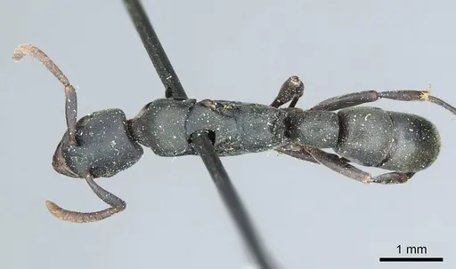 Platythyrea parallela - CASENT0915904