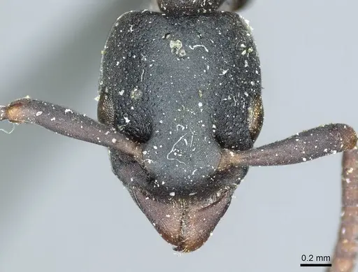 Platythyrea parallela - CASENT0915904